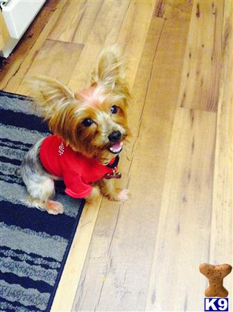 a yorkshire terrier dog wearing a sweater