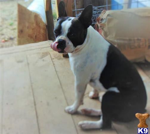 a boston terrier dog sitting on a tile floor