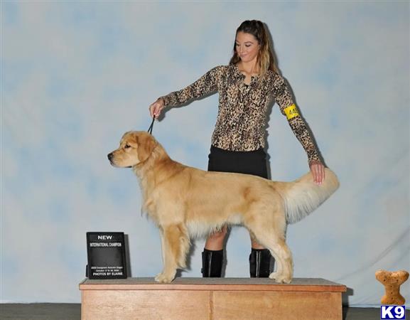 a person standing on a podium with a golden retriever dog