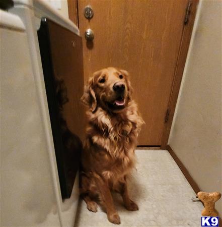 a golden retriever dog sitting in a doorway