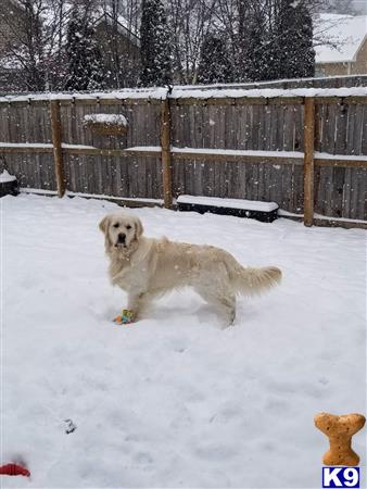 a golden retriever dog lying in the snow
