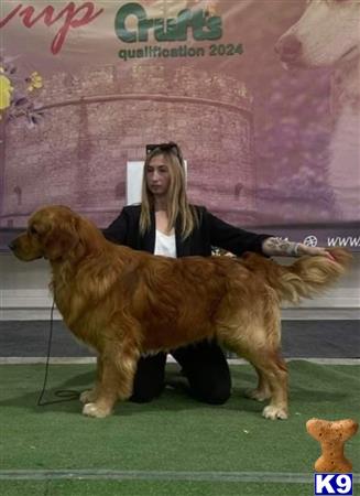 a person sitting on a golden retriever dog