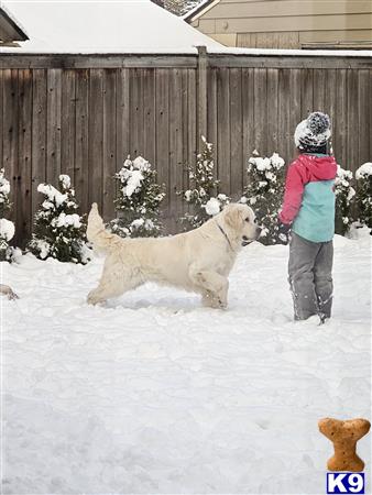 a child and a golden retriever dog in the snow