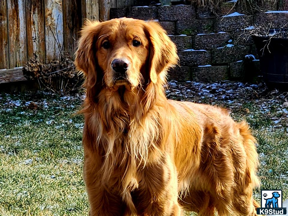 a golden retriever dog sitting in a yard