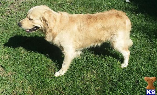 a golden retriever dog standing on grass