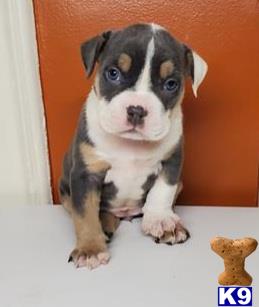 a american bully dog with blue eyes