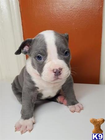 a small american bully puppy on a white surface