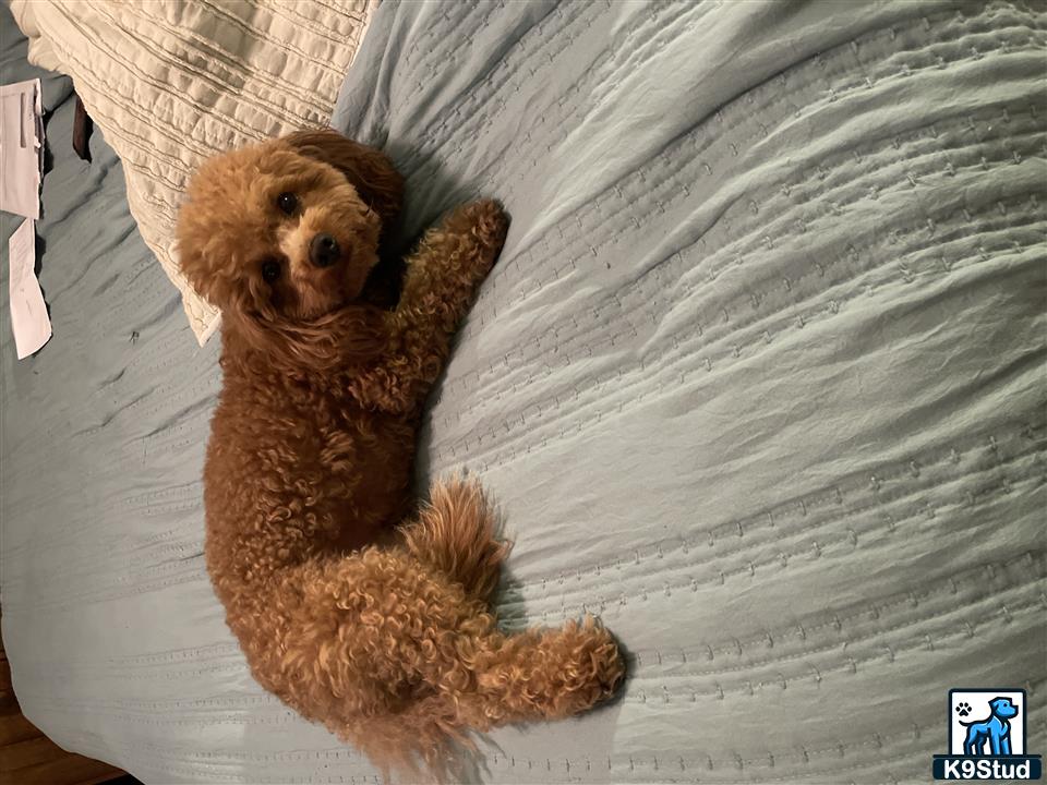 a teddy bear on a bed