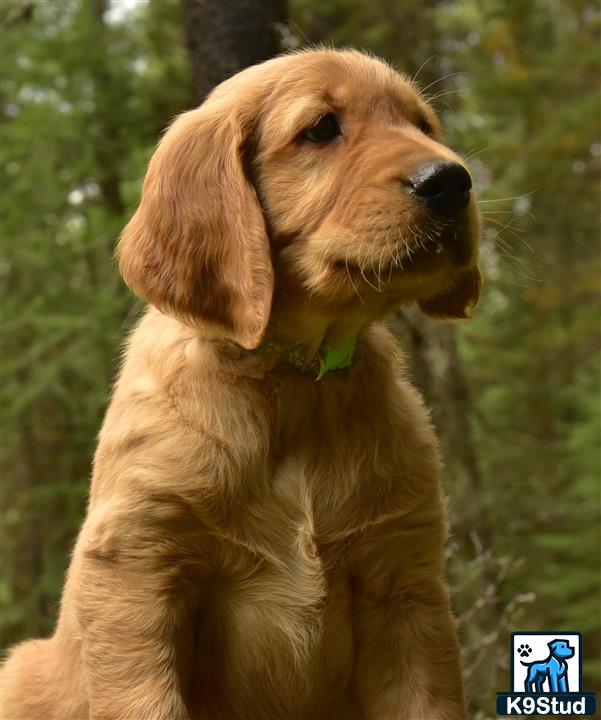 a golden retriever dog standing in front of trees