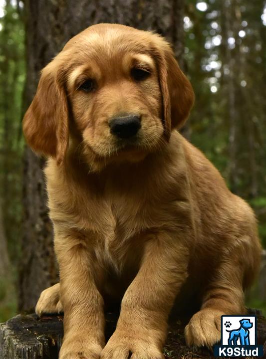 a golden retriever puppy sitting on a rock