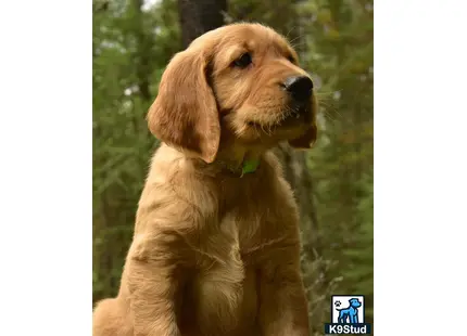 a golden retriever dog standing in front of trees