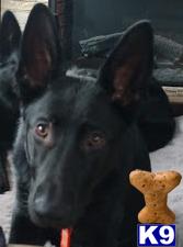 a german shepherd dog with a stuffed animal