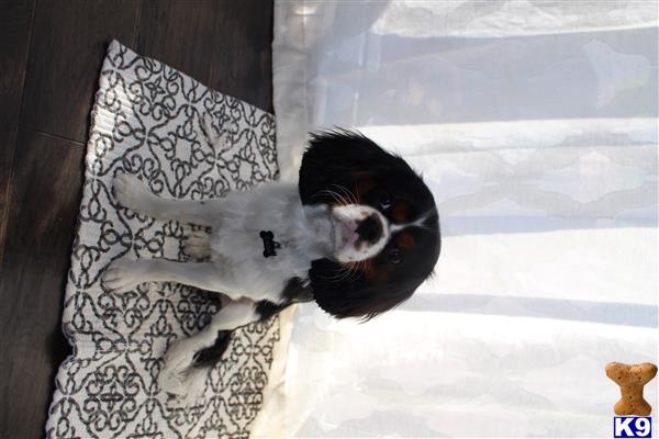 a cavalier king charles spaniel dog in a bed