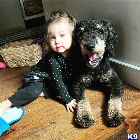 a girl sitting next to a poodle dog
