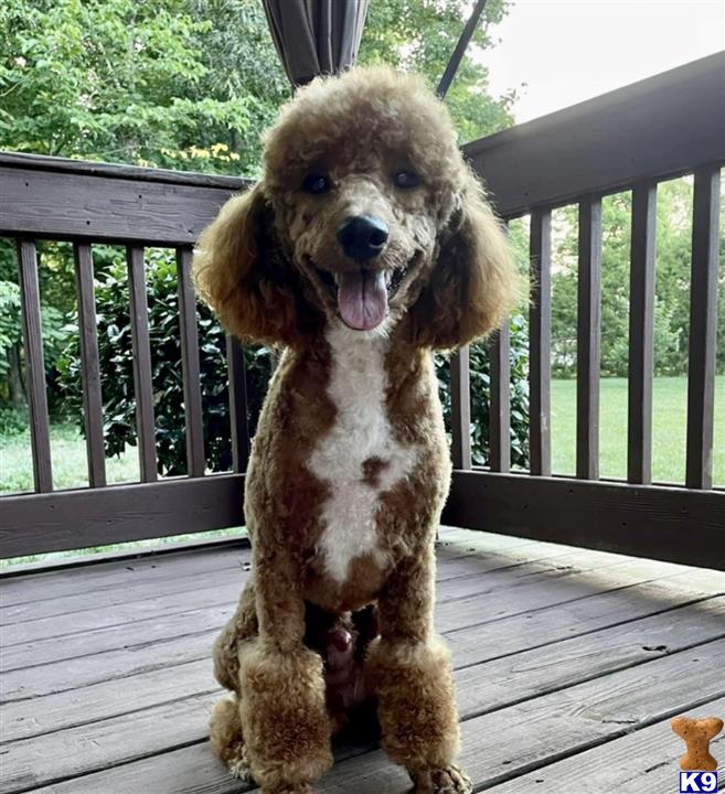 a poodle dog sitting on a deck