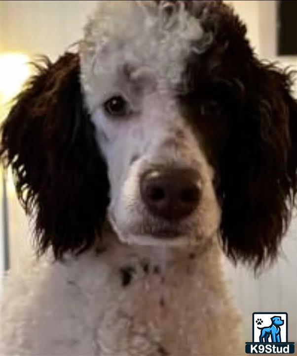 a poodle dog with fluffy hair