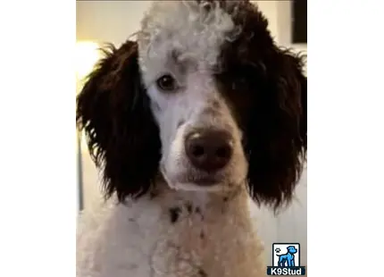 a poodle dog with fluffy hair