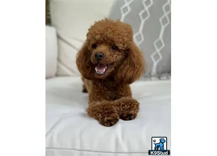 a poodle dog sitting on a bed