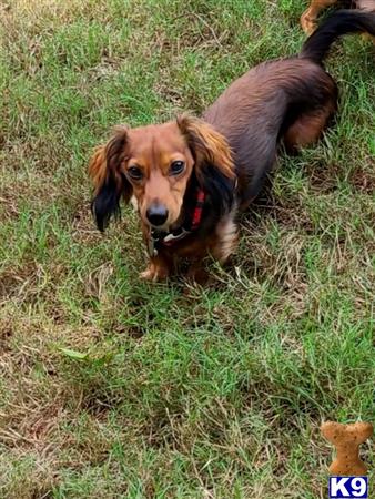 a dachshund dog standing in grass