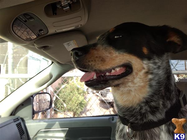 a australian cattle dog dog in a car