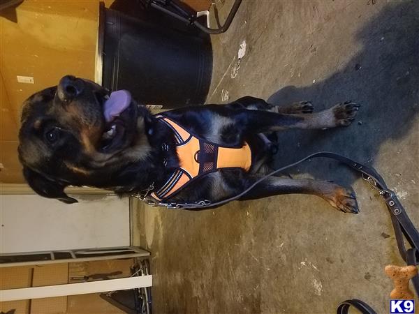 a rottweiler dog wearing a vest