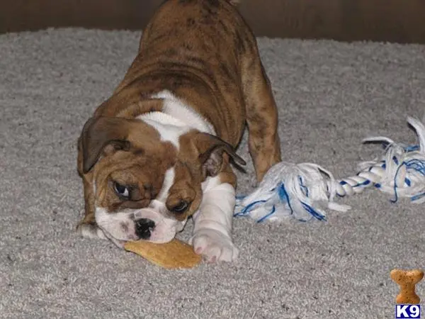 a english bulldog dog lying on the ground with a toy in its mouth