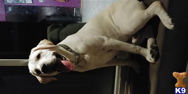 a labrador retriever dog lying on a chair