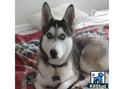 a siberian husky dog sitting on a bed