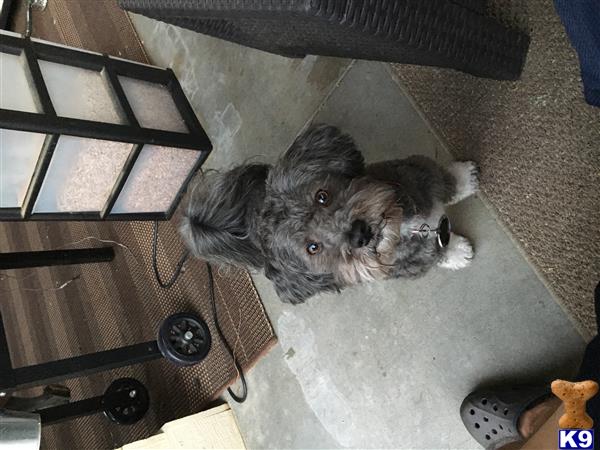 a havanese dog lying on the floor