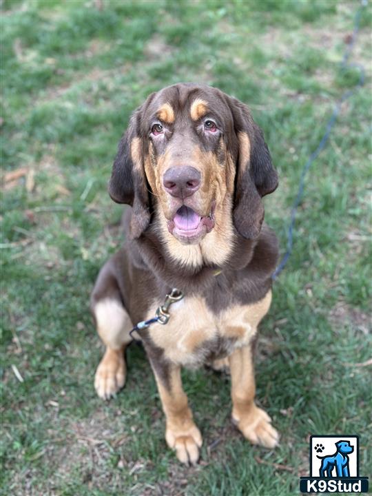 a bloodhound dog sitting on grass