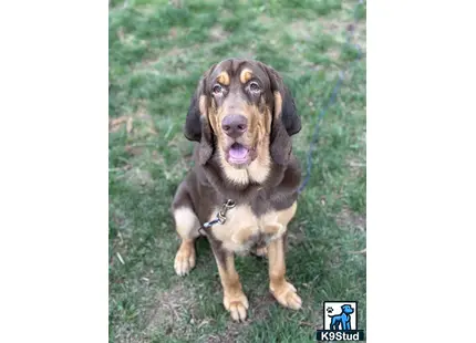 a bloodhound dog sitting on grass