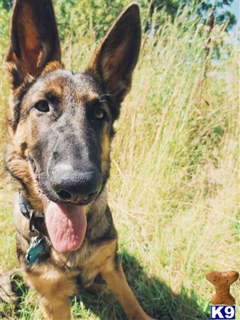 a german shepherd dog standing in a grassy area