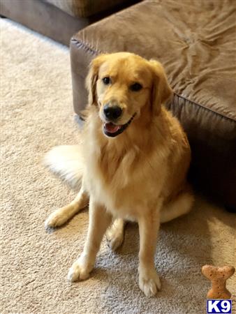 a golden retriever dog sitting on the floor