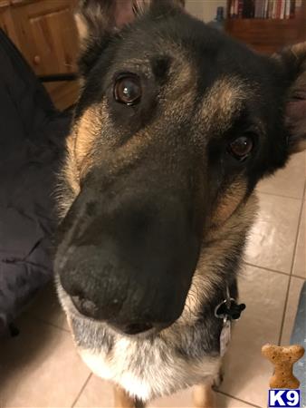 a german shepherd dog looking at the camera