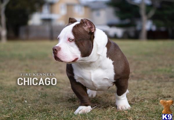 a american bully dog standing on grass