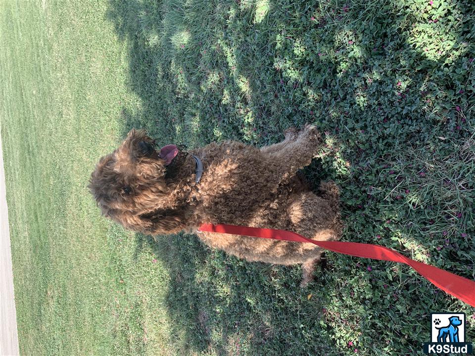 a poodle dog on a leash