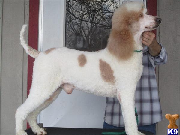 a poodle dog standing on a persons hand