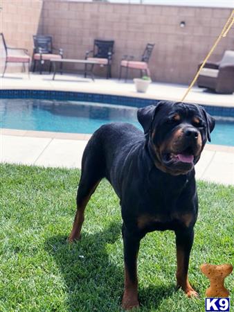 a black rottweiler dog standing on grass by a pool