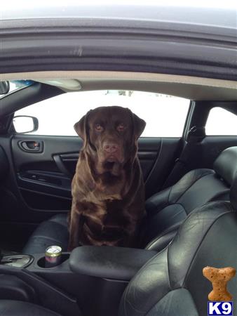 a labrador retriever dog sitting in a car