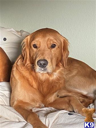 a golden retriever dog lying on a bed