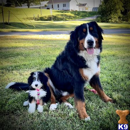 a bernese mountain dog dog and a cat sitting on grass
