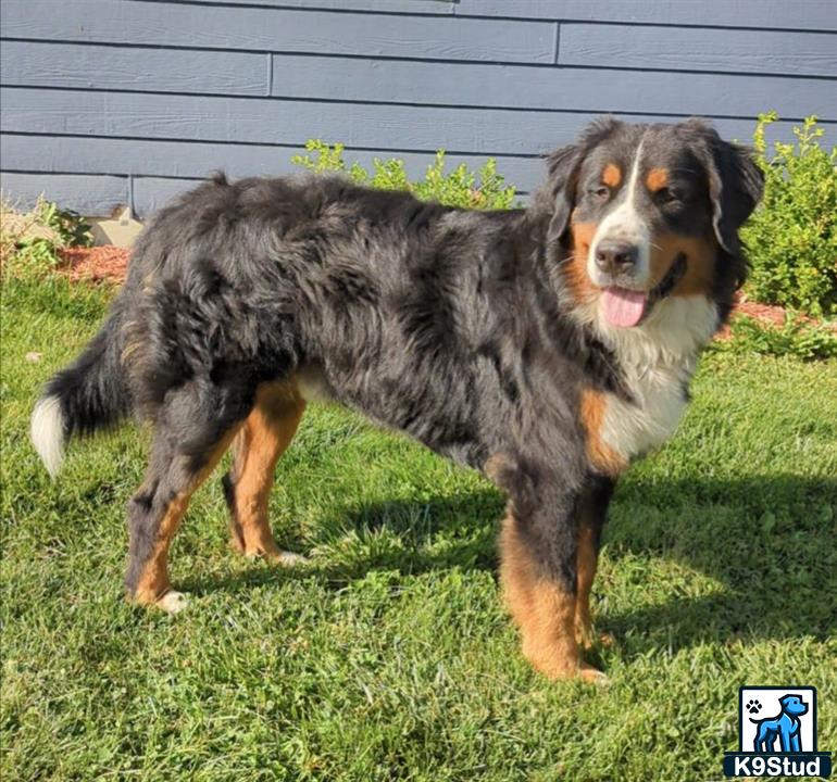 a bernese mountain dog dog standing in the grass