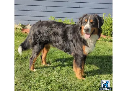 Bernese Mountain Dog