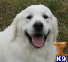 a golden retriever dog with its mouth open