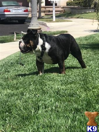 a english bulldog dog standing in the grass