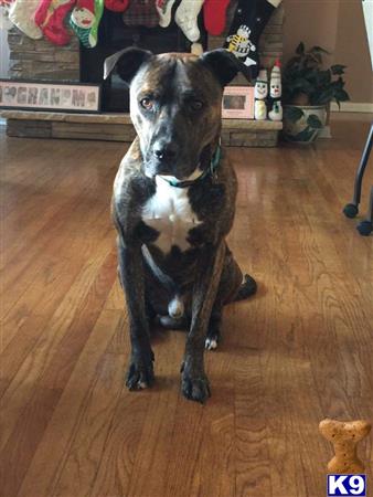 a american pit bull dog standing on a wood floor