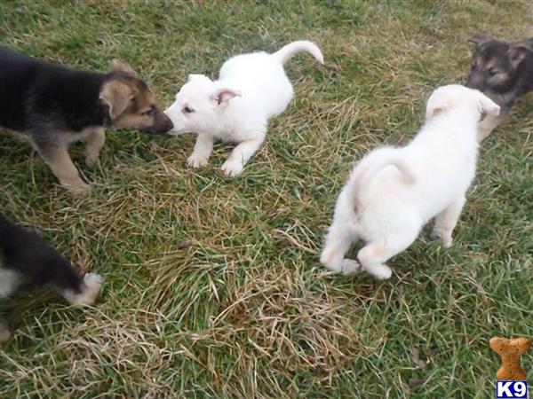 a group of german shepherd puppies in a grassy area