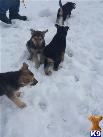a group of german shepherd dogs in the snow