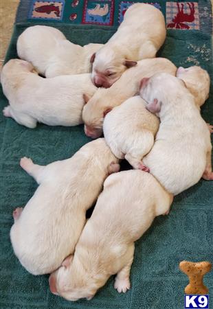 a group of labrador retriever puppies sleeping