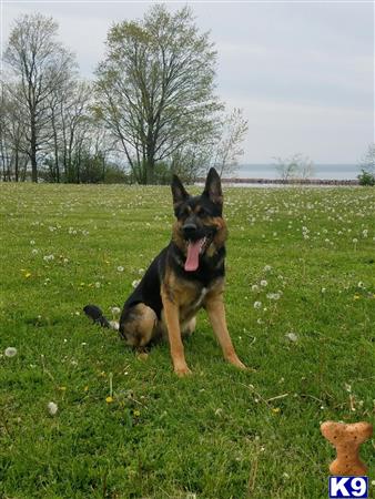 a german shepherd dog sitting in a grassy field